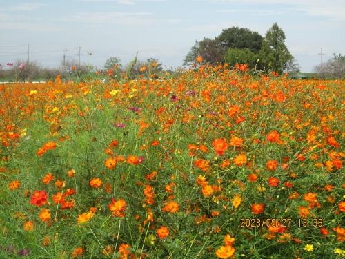 柏市のあけぼの山農業公園・キバナコスモス・2023年9月末