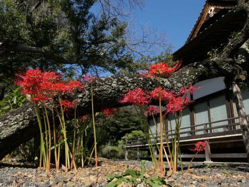 「高平寺」の彼岸花_2023_花は残ってましたが、見頃は過ぎていました（栃木県・栃木市）