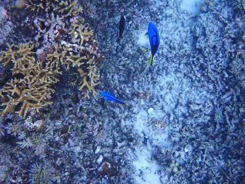 23年秋沖縄　座間味島シュノーケリングツアー　阿真ビーチ沖