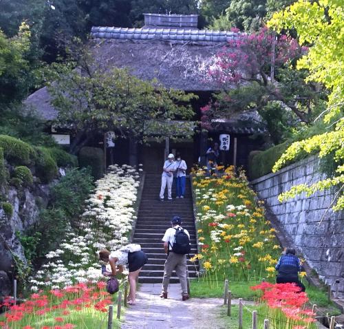 横浜西方寺の彼岸花は４色　2023年