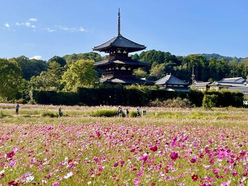奈良　法起寺 三重塔と秋桜畑を散策～