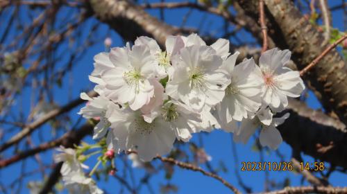 本格的に咲き始めた冬桜