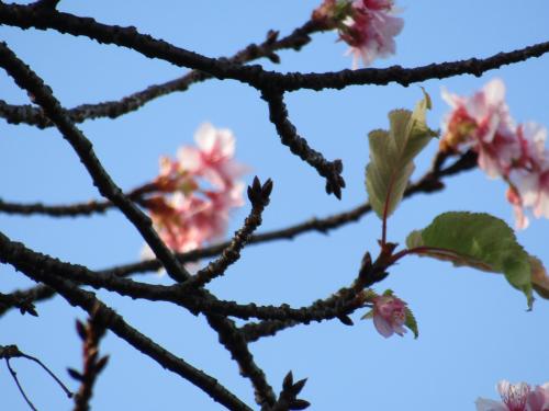 河津桜が開花しています（ハローウィン桜？）
