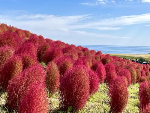 ひたち海浜公園へ秋を感じに.。o○みはらしの丘は真っ赤なコキアに可愛いコスモス＆秋バラにキバナコスモス♪