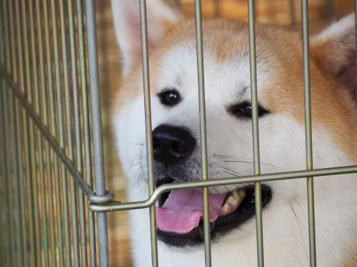 秋田犬ふれあい処と カフェも素敵な秋田県立美術館☆リゾートしらかみで青森・秋田の旅Vol.4