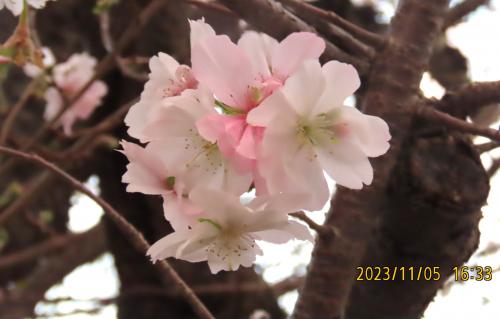 美しく咲いていた冬桜