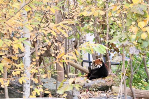 ５年ぶりの遠征は思ったより暖かった黄葉の円山動物園（３）円山動物園いろいろ＆紅黄葉も愛でる～２日目の熱帯鳥類館・は虫類両生類館・こども動物園