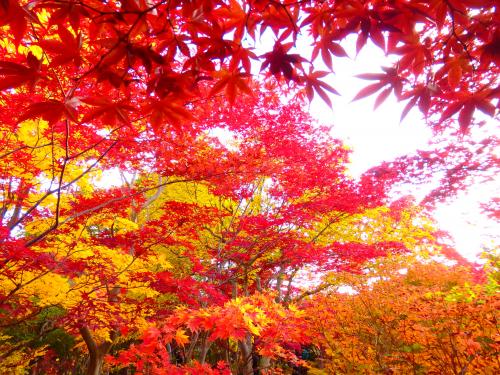 どこかにマイルで紅葉を見に1ヶ月ぶりの北海道　１日目はレンタカーで巡る