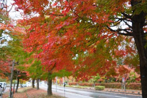 雨の紅葉ドライブと温泉とロープウェイのハシゴ旅＠山梨・静岡2日間