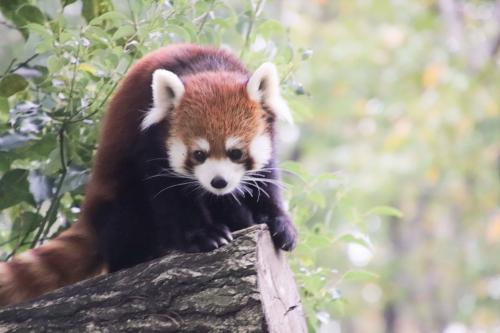 レッサーパンダのセイのお別れにファンが集まった埼玉こども動物自然公園（前編）合間にペンギンヒルズまで＆やっと広い放飼場で会えたヤブイヌたち