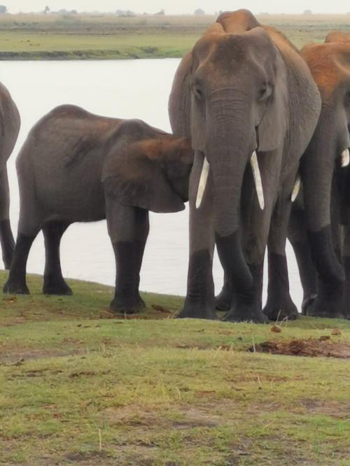 南アフリカ2023･･･（4）チョベ国立公園（ボツワナ）でジープサファリ　ゾウはウジャウジャ、ライオンは･･･