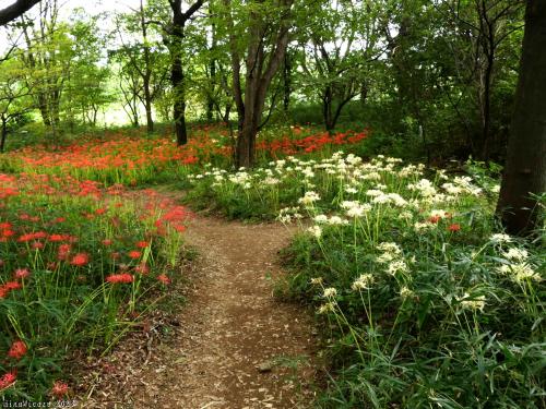 「境御嶽山自然の森公園」の彼岸花_2023(3)_赤は見頃、白は見頃の終盤でした（伊勢崎市）