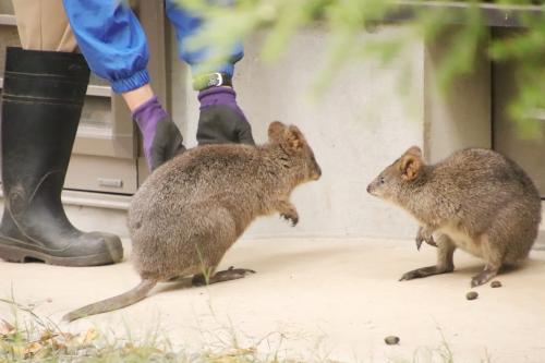 レッサーパンダのセイのお別れにファンが集まった埼玉こども動物自然公園（後編）14時30分まででクオッカやキリンテラスやアートフェスタの展示も