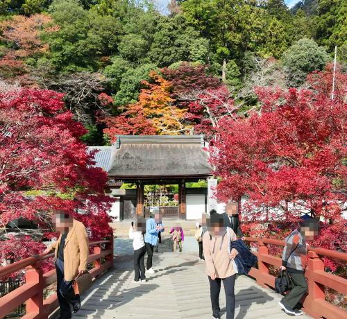奈良の紅葉名所をいくつか巡る。～奈良公園・室生寺・長谷寺 ＆ 岡寺で初開催の紅葉ライトアップ～