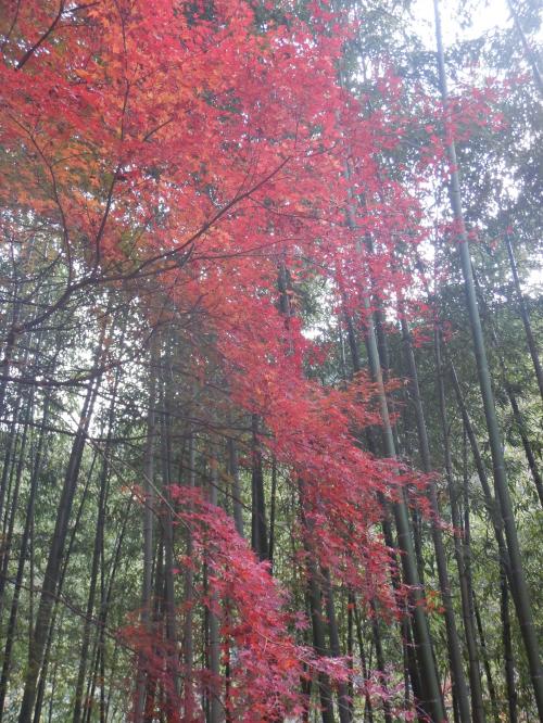 愛岐トンネル群の紅葉（トンネルを潜りながら廃線を歩く紅葉）