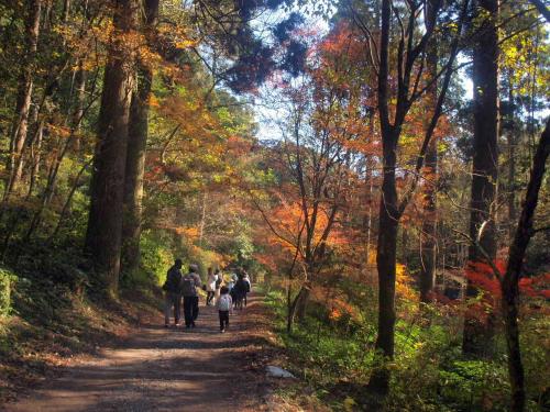 樹陰濃き秋の空　空気のビタミン満喫～悠久の森ウォーキング
