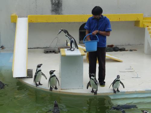 延長戦だよ！おたる水族館～珍魚ハッカクを見て焼いて食べる～