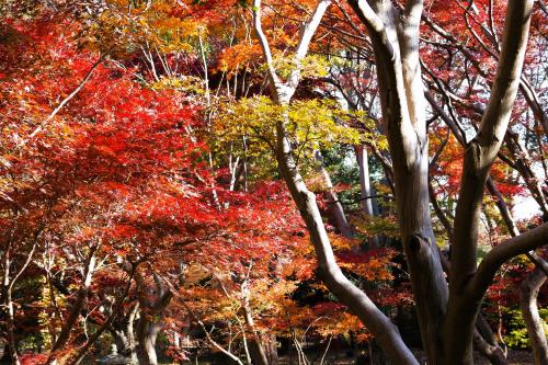 東京・紅葉狩りに神代植物公園と深大寺へ2023