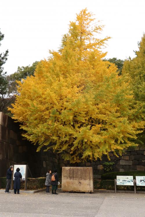 皇居東御苑の紅葉を訪ねてTown walk of the season&quot;Imperial Palace East Garden&quot;