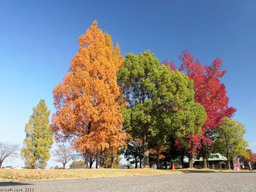 館林の紅葉_2023_(3)「つつじが岡公園」は、色々な木が色付いて綺麗でした（群馬県・館林市）