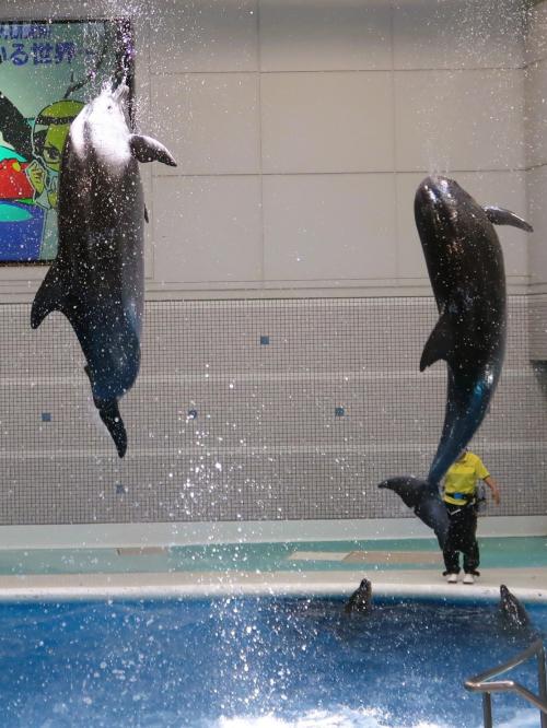 鹿児島24　かごしま水族館d 　イルカの能力比べ　Jump上々　☆見ている世界は？？