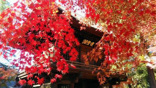 2023年12月3日～府中、国分寺、新座の美しい紅葉に、立川イルミネーションにホテル日航立川東京泊