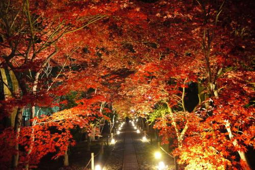 国宝鳥獣人物戯画　世界遺産　高山寺　特別拝観！