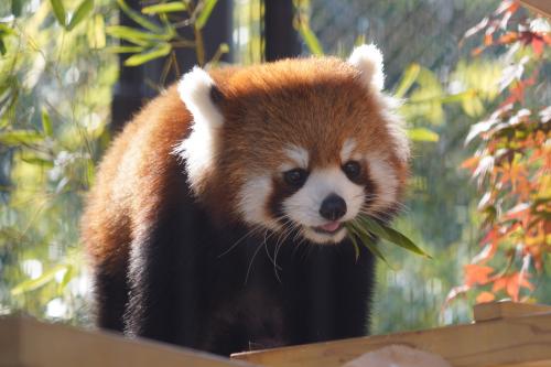 レッサーパンダはかわゆい !!! 熊本市動植物園　２   ・ 杏香（あこ）で～す。(_ _))ﾍﾟｺｯ