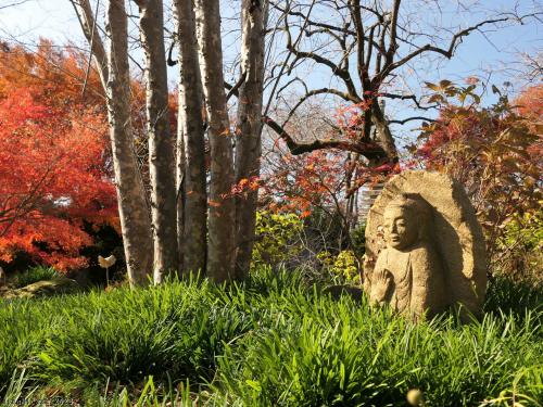 「常楽寺」の紅葉_2023_色付きが進み、既に枯れ始めていました（群馬県・太田市）