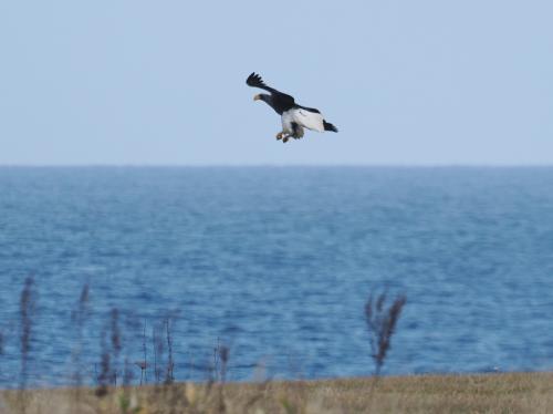 根室へ　鳥と冷たい空気が必要で