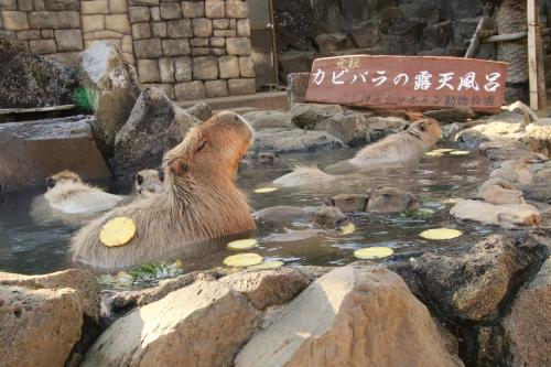 イルミネーションとレッサーパンダの伊豆遠征2023（３）伊豆シャボテン動物公園いろいろ＆動物写真ピックアップ～晴れた日はそそられる園内景色