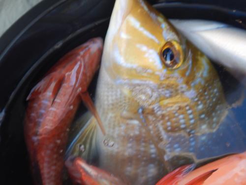 【沖縄】ハイサイ丸に乗ったら県魚は爆釣そして美味しい魚も釣れたよ！