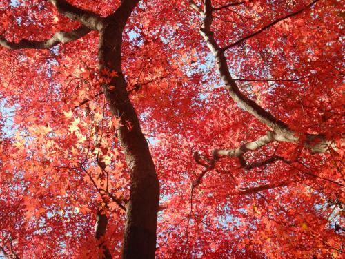 鎌倉散歩その９　～獅子舞の紅葉を見て天園経由港南台へ～