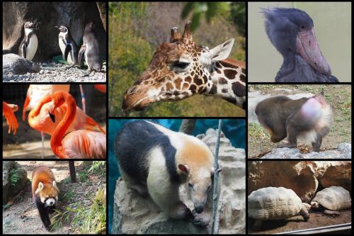 四国みぎした鉄印旅(4) のいち動物公園へハシビロコウに会いに行く