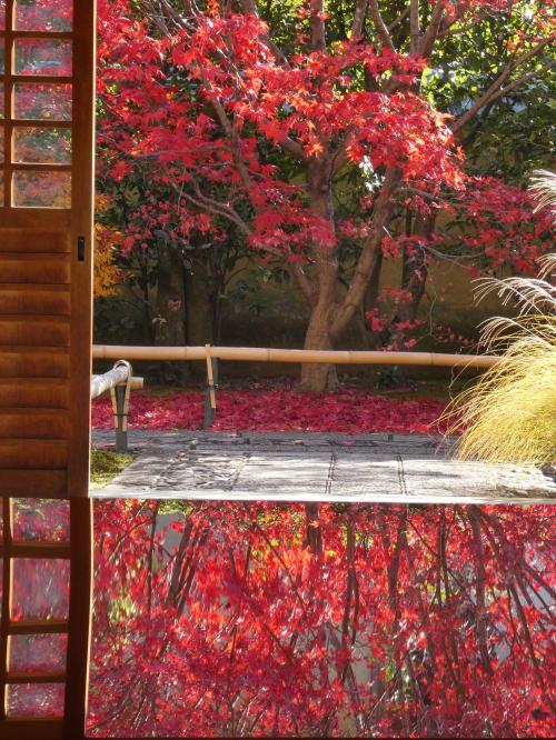混んでいてもミーハーと言われても、やっぱり紅葉の京都は見に行きたい