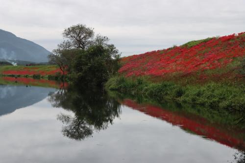 ゆったり流れる津屋川堤防の彼岸花