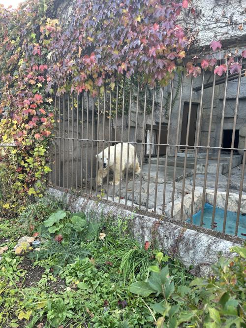 2023年10月紅葉を楽しむ札幌日帰り（円山動物園・札幌中央卸売市場場外市場）