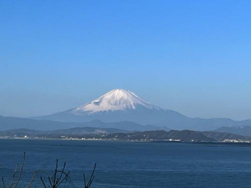 江の島のウインターチューリップが満開です