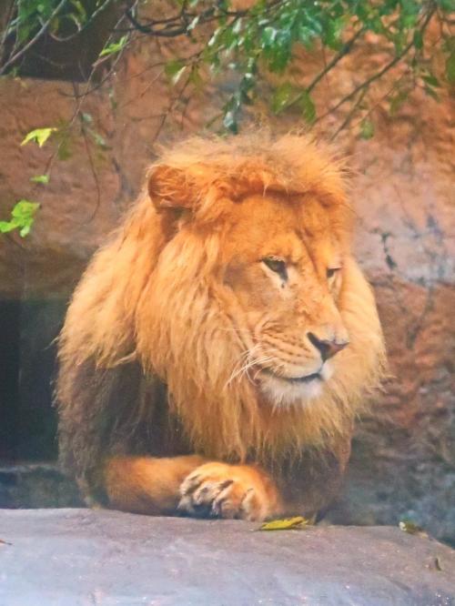 旭山動物園-6　ライオン　＋子ども4頭　☆アムールトラ・ユキヒョウ・日本猿