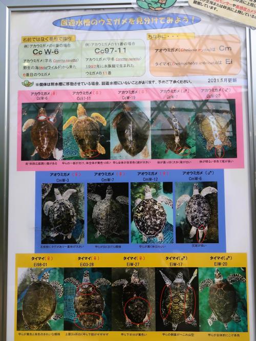 名古屋港水族館‐6　アカウミガメ‐産卵/孵化も　☆アオウミガメ・タイマイ