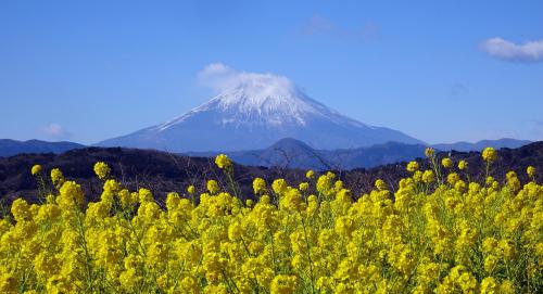 吾妻山公園　菜の花と富士山　２０２４