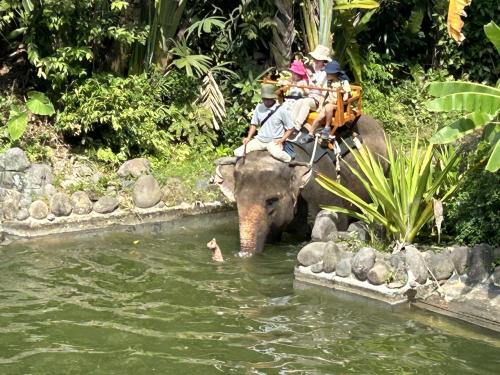 2023/12 バリ島家族旅行3日目(ウブド、バリ動物園)