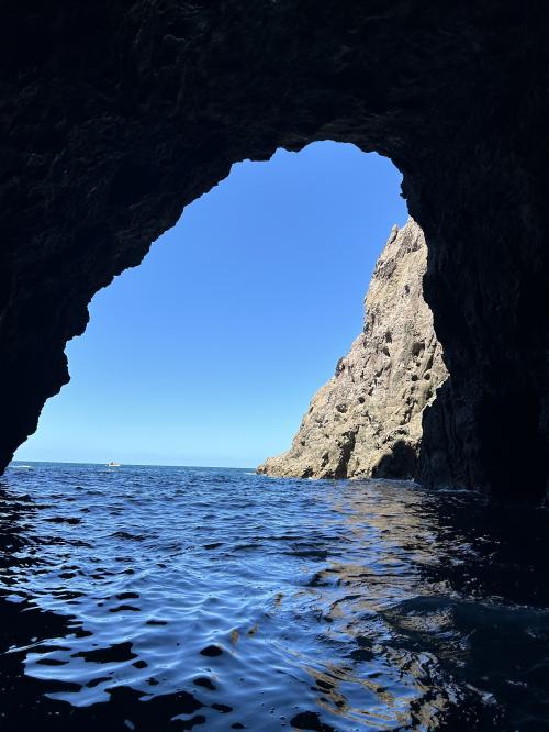 コロマンデル半島で海を堪能(放牧の牛もね）