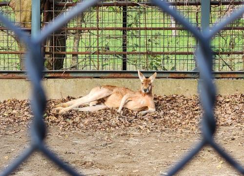 激レア動物に会えちゃう！大森山動物園で&quot;可愛い&quot;探し&#9825;