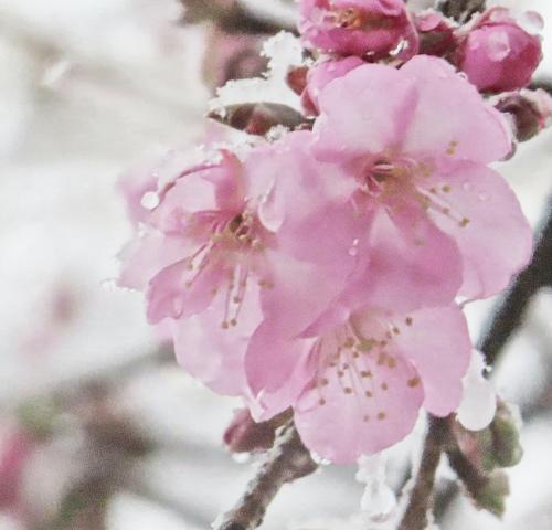 Japan　小平グリーンロード　雪の日の河津桜　～ミツバチばあやの冒険～