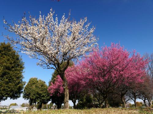 「本庄総合公園」のウメ_2024_紅梅は満開で見頃、白梅は咲き進んで５分咲きくらいでした（本庄市）