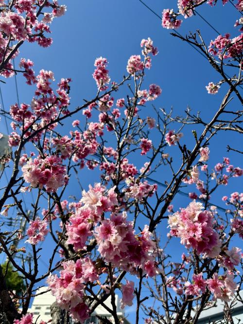 2月の沖縄は桜とプロ野球キャンプの季節／ダム渇水のニュースも