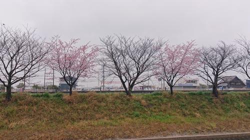 半田運河の桜並木の河津桜