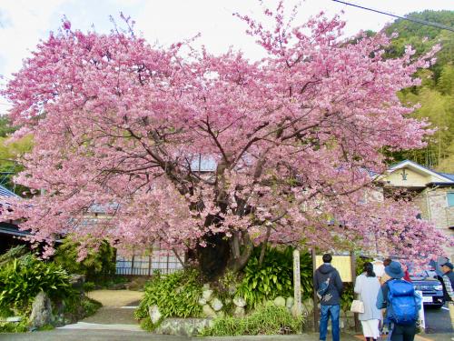貸し切り列車で河津桜のお花見へ
