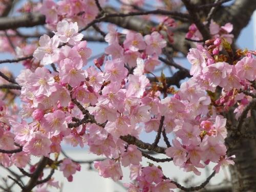 そこそこいい感じになってきた河津桜